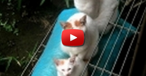 4 geracoes de gatos